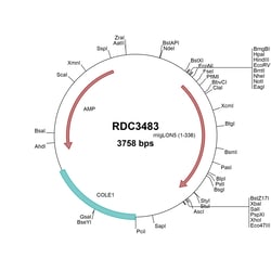R D Systems Mouse IgLON5 (NP_001157990.1) VersaClone cDNA 10 &mu;g | Buy Online | R&amp;D Systems&trade; | Fisher Scientific