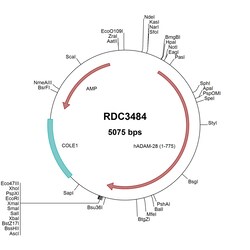 R&D Systems&trade;&nbsp;Human ADAM28 (NP_0055080.2) VersaClone cDNA