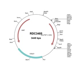 R&D Systems&trade;&nbsp;Cynomolgus Monkey TNF-alpha (BAA19131.1) VersaClone cDNA