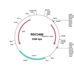 R&D Systems™ Human SNAP25 (NP_003072.2) VersaClone cDNA