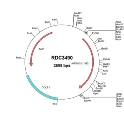 R&D Systems&trade;&nbsp;Rat Podocin/NPHS2 (AAH98649.1) VersaClone cDNA