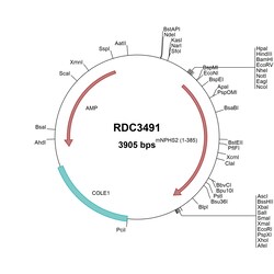 R&D Systems&trade;&nbsp;Mouse Podocin/NPHS2 (NP_569723.1) VersaClone cDNA