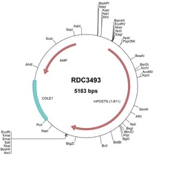 R&D Systems™ Mouse Periostin/OSF-2 (NP_056599.1) VersaClone cDNA