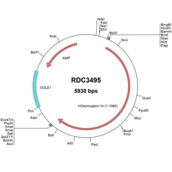 R&D Systems&trade;&nbsp;Mouse Desmoglein-1 beta (NP_859010.1) VersaClone cDNA