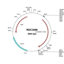 R&D Systems&trade;&nbsp;Cynomolgus Monkey EDAR (XP_005575284.1) VersaClone cDNA