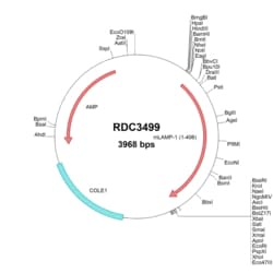 R&D Systems&trade;&nbsp;Mouse LAMP-1/CD107a (NP_034814.2) VersaClone cDNA