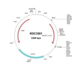 R&D Systems&trade;&nbsp;Human SOST/Sclerostin (NP_079513.1) VersaClone cDNA