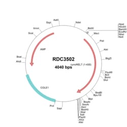 R&D Systems™ Cynomolgus Monkey RELT/TNFRSF19L (unique) VersaClone cDNA