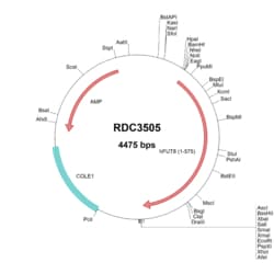 R&D Systems&trade;&nbsp;Human Fucosyltransferase 8 (NP_835368.1) VersaClone cDNA