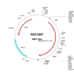 R&D Systems™ Mouse CEACAM-20 (NP_082115.2) VersaClone cDNA