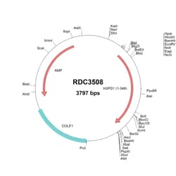 R&D Systems&trade;&nbsp;Human GPD1 (NP_005267.2) VersaClone cDNA