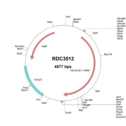 R&D Systems™ Human KLHL20 (NP_055273.2) VersaClone cDNA