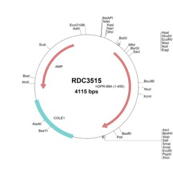 R&D Systems&trade;&nbsp;Human GPR89A (NP_001091081.1) VersaClone cDNA