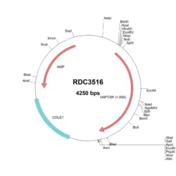 R&D Systems&trade;&nbsp;Human Neuronal Pentraxin R (NP_055108.2) VersaClone cDNA