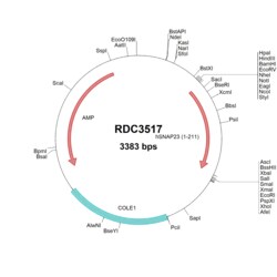 R&D Systems&trade;&nbsp;Human SNAP23 (NP_003816.2) VersaClone cDNA