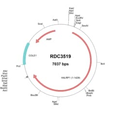 R D Systems Human NLRP1/NALP1 (NP_055737.1) VersaClone cDNA 10 &mu;g | Buy Online | R&amp;D Systems&trade; | Fisher Scientific