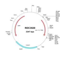 R&D Systems&trade;&nbsp;Mouse IL-11 (NP_032376.1) VersaClone cDNA