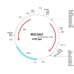 R&D Systems™ Cynomolgus Monkey CEACAM-6/CD66c (unique) VersaClone cDNA