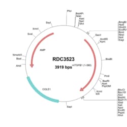 R D Systems Mouse TGF-beta 1 (NP_035707.1) VersaClone cDNA 10 &mu;g | Buy Online | R&amp;D Systems&trade; | Fisher Scientific