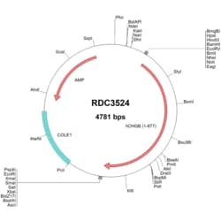R&D Systems&trade;&nbsp;Human Chromogranin B (NP_001810.2) VersaClone cDNA