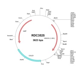 R&D Systems&trade;&nbsp;Human gamma-Sarcoglycan/SGCG (NP_000222.2) VersaClone cDNA