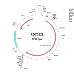 R D Systems Mouse TLL1 (NP_033416.2) VersaClone cDNA 10 &mu;g | Buy Online | R&amp;D Systems&trade; | Fisher Scientific