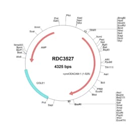 R&D Systems™ Cyno Monkey CEACAM-1/CD66a (XP_005589426.1) VersaClone cDNA