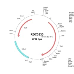 R&D Systems&trade;&nbsp;Mouse BACE-2 (AAF36599.1) VersaClone cDNA