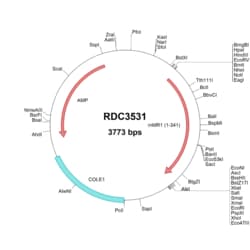 R&D Systems&trade;&nbsp;Mouse MR1 (NP_032235.1) VersaClone cDNA