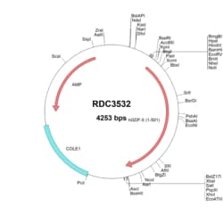 R&D Systems&trade;&nbsp;Human GDF-5/BMP-14 (AAH32495.1) VersaClone cDNA
