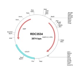 R&D Systems™ Human GDF-8/Myostatin (NP_005250.1) VersaClone cDNA