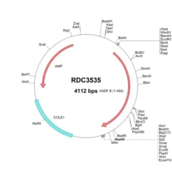 R D Systems Human GDF-9 (NP_005251.1) VersaClone cDNA 10 &mu;g | Buy Online | R&amp;D Systems&trade; | Fisher Scientific