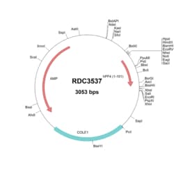 R&D Systems™ Human CXCL4/PF4 (NP_002610.1) VersaClone cDNA