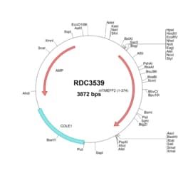 R&D Systems™ Mouse TMEFF2/Tomoregulin-2 (NP_062764.1) VersaClone cDNA