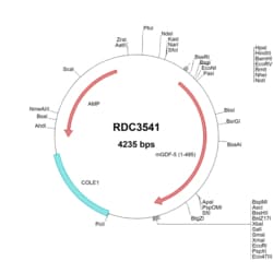 R&D Systems&trade;&nbsp;Mouse GDF-5/BMP-14 (AAA18778.1) VersaClone cDNA