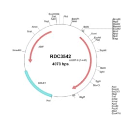 R&D Systems™ Mouse GDF-9 (AAA53035.1) VersaClone cDNA