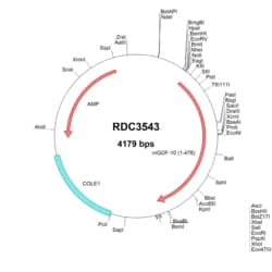 R&D Systems™ Mouse BMP-3b/GDF-10 (AAB46753.1) VersaClone cDNA