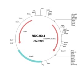 R&D Systems™ Mouse Meteorin (NP_598480.1) VersaClone cDNA
