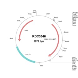 R&D Systems™ Human GDF-11/BMP-11 (NP_005802.1) VersaClone cDNA