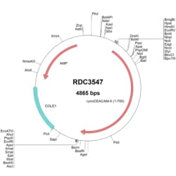 R&D Systems&trade;&nbsp;Cynomolgus Monkey CEACAM-5/CD66e (unique) VersaClone cDNA