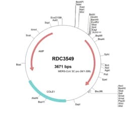 R&D Systems&trade;&nbsp;MERS-CoV 3CL Protease (YP_009047217.1) VersaClone cDNA