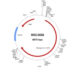 R&D Systems&trade;&nbsp;Human Nidogen-2 (NP_031387.3) VersaClone cDNA