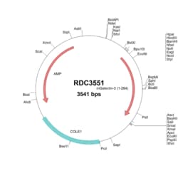 R&D Systems&trade;&nbsp;Mouse Galectin-3 (NP_034835.1) VersaClone cDNA