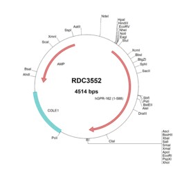 R&D Systems™ Human GPR162 (NP_062832.1) VersaClone cDNA