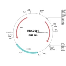 R&D Systems™ Human Galectin-3 (NP_002297.2) VersaClone cDNA