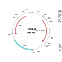 R D Systems Mouse GDF-15 (NP_035949.2) VersaClone cDNA 10 &mu;g | Buy Online | R&amp;D Systems&trade; | Fisher Scientific