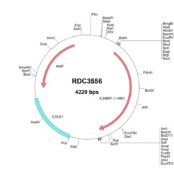 R&D Systems™ Human LMBR1 (NP_071903.2) VersaClone cDNA