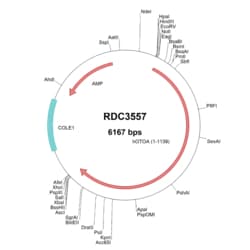R&D Systems™ Human OTOA (NP_653273.3) VersaClone cDNA