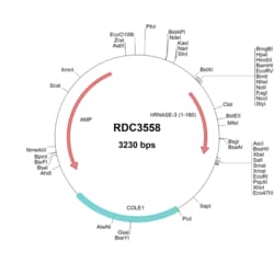 R&D Systems&trade;&nbsp;Human RNase3 (NP_002926.2) VersaClone cDNA