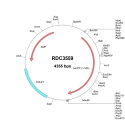 R&D Systems™ Human Alkaline Phosphatase/ALPP (AAA51710.1) VersaClone cDNA